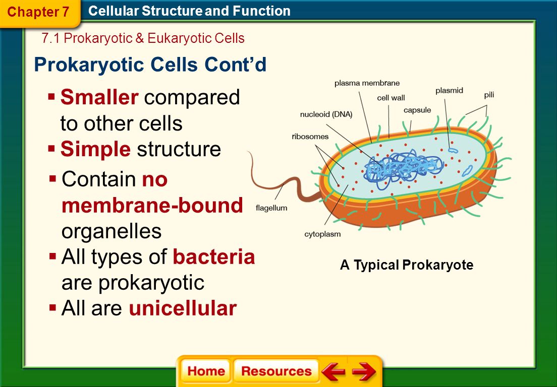 4 what types of organisms are made from eukaryotic cells